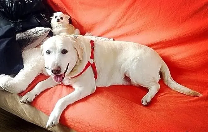 Kluska pilnie potrzebny dom tymczasowy dla labrado