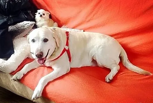 Kluska pilnie potrzebny dom tymczasowy dla labrado