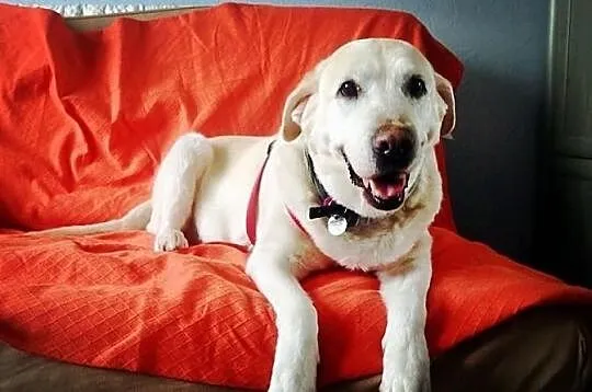 Kluska pilnie potrzebny dom tymczasowy dla labrado