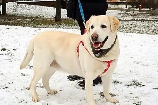 Kluska pilnie potrzebny dom tymczasowy dla labrado