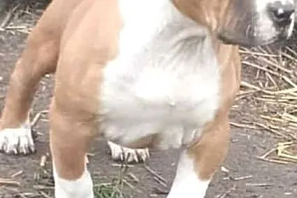 Rodowodowany Szczeniak Amstaff