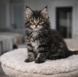 Kocur rasy maine coon, zarejestrowany w TICA, aktywny... Napisz do mnie na WhatsApp: +44 7453 907158