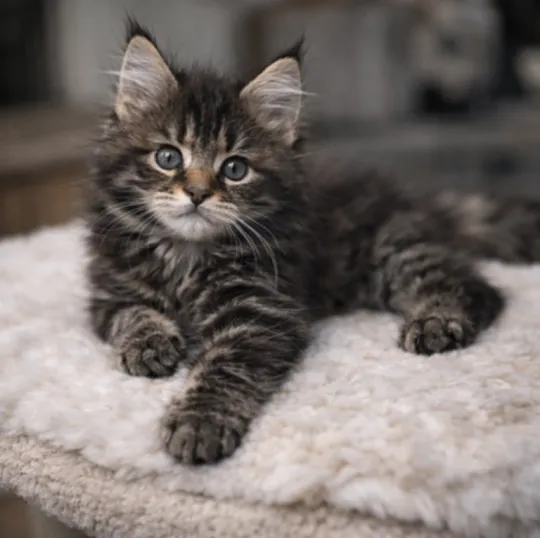 Kocur rasy maine coon, zarejestrowany w TICA, aktywny... Napisz do mnie na WhatsApp: +44 7453 907158, , Białystok 