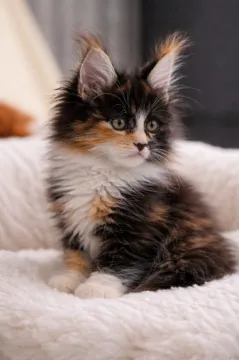 Kocur rasy maine coon, zarejestrowany w TICA, aktywny... Napisz do mnie na WhatsApp: +44 7453 907158, , Białystok 