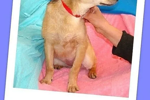 5 mies szczeniak, suczka MIGOTKA,ks.zdrowia.Adopcja,  małopolskie Kraków