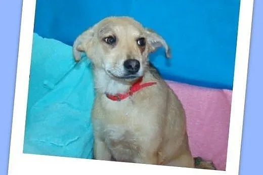 5 mies szczeniak, suczka MIGOTKA,ks.zdrowia.Adopcj