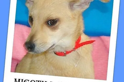 5 mies szczeniak, suczka MIGOTKA,ks.zdrowia.Adopcj