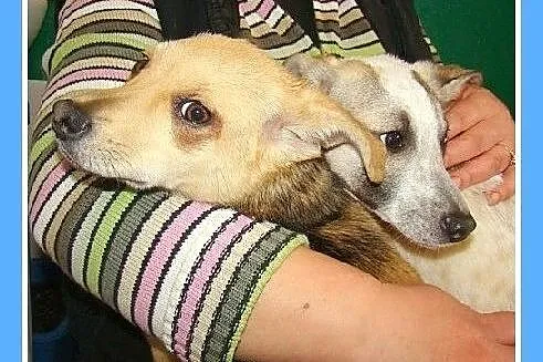 5 mies szczeniak, suczka MIGOTKA,ks.zdrowia.Adopcj