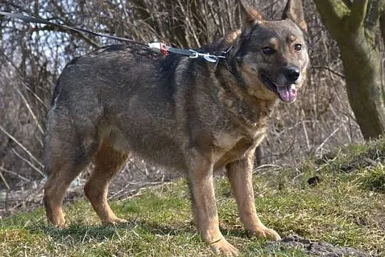 Adoptuj Aleksa a zyskasz wspaniałego przyjaciela, Małopolskie, Kraków