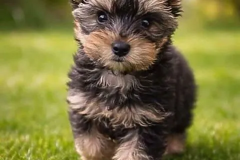 YorkShire Terrier - szczenięta ! ! !
