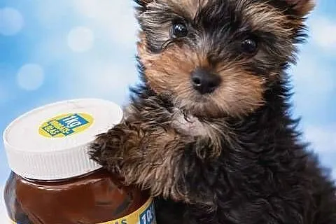 YorkShire Terrier - szczenięta ! ! !, Śląskie, Katowice