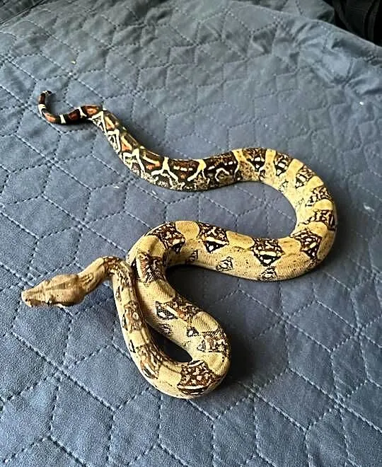 Boa imperator samica, Wielkopolskie, Gniezno