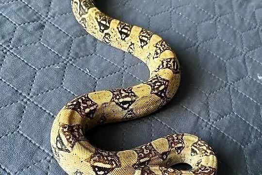 Boa imperator samica, Wielkopolskie, Gniezno