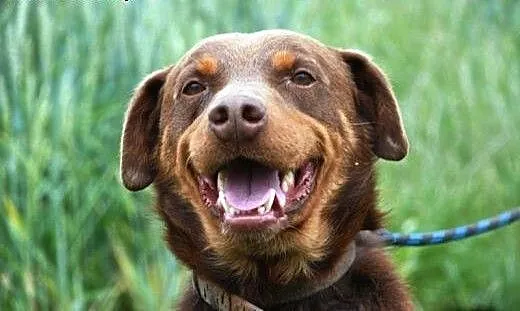 Agent - mix labrador, czekoladowy, łagodny pies AD