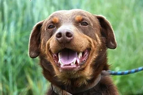 Agent - mix labrador, czekoladowy, łagodny pies AD
