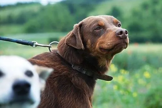 Agent - mix labrador, czekoladowy, łagodny pies AD