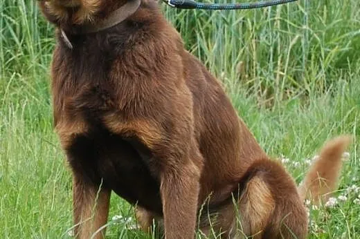 Agent - mix labrador, czekoladowy, łagodny pies AD