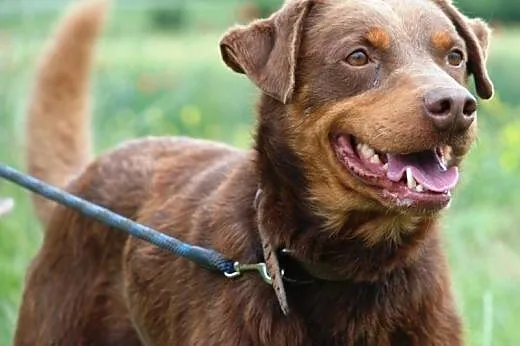 Agent - mix labrador, czekoladowy, łagodny pies AD