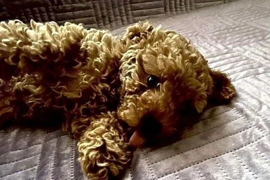 Pudel Toy red chłopiec