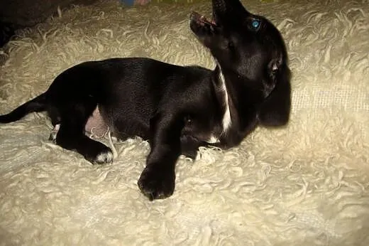 TINA mix jamniczka 3 mies,adopcja!!,  świętokrzyskie Kielce