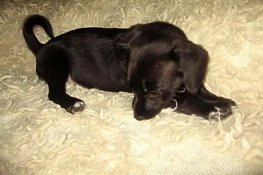 TINA mix jamniczka 3 mies,adopcja!!,  świętokrzysk