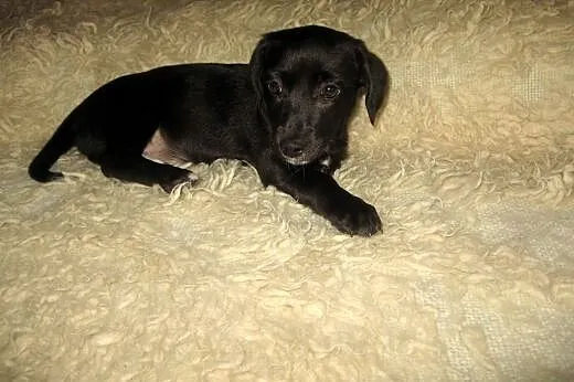 TINA mix jamniczka 3 mies,adopcja!!,  świętokrzysk