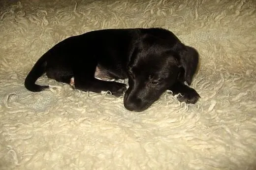 TINA mix jamniczka 3 mies,adopcja!!,  świętokrzysk
