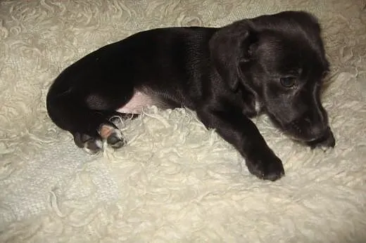 TINA mix jamniczka 3 mies,adopcja!!,  świętokrzysk