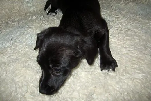 TINA mix jamniczka 3 mies,adopcja!!,  świętokrzysk