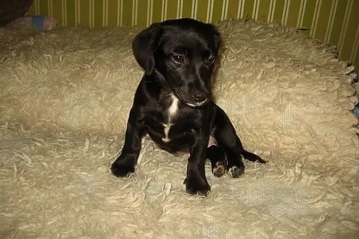 TINA mix jamniczka 3 mies,adopcja!!,  świętokrzysk