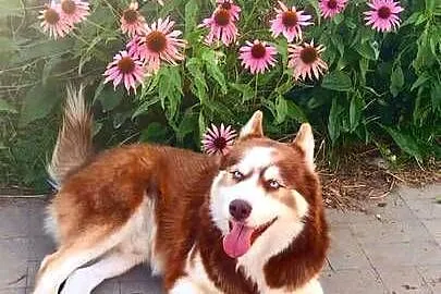 Miot rasy syberian husky, Listopad, Kujawsko-pomorskie, Grudziądz
