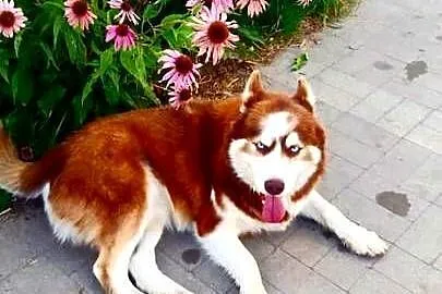 Miot rasy syberian husky, Listopad, Kujawsko-pomorskie, Grudziądz