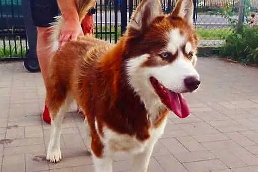 Miot rasy syberian husky, Listopad, Kujawsko-pomorskie, Grudziądz