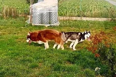 Miot rasy syberian husky, Listopad, Kujawsko-pomorskie, Grudziądz