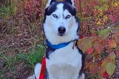Miot rasy syberian husky, Listopad, Kujawsko-pomorskie, Grudziądz