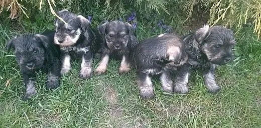 Sznaucer mini, łódzkie Radomsko