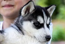 Sunia Siberian Husky szczenię rodowód