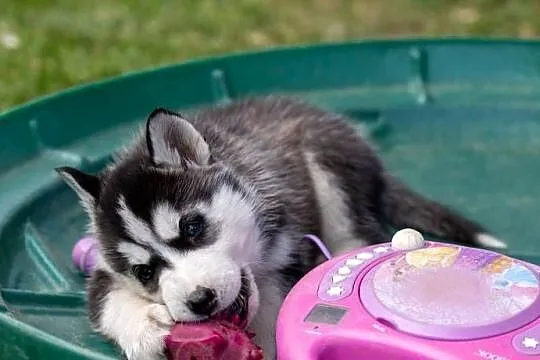 Sunia Siberian Husky szczenię rodowód, Podkarpackie, Wola Zarczycka