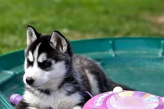 Sunia Siberian Husky szczenię rodowód, Podkarpackie, Wola Zarczycka