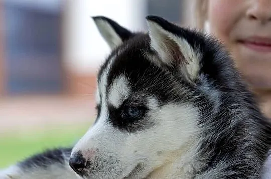 Sunia Siberian Husky szczenię rodowód, Podkarpackie, Wola Zarczycka