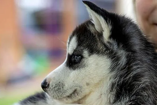 Sunia Siberian Husky szczenię rodowód, Podkarpackie, Wola Zarczycka