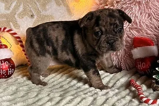 Buldog francuski do rezerwacji, Śląskie, Częstochowa