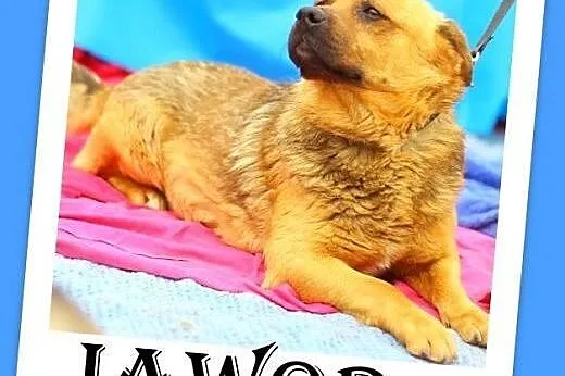 Przesympatyczny,łagodny,wesoły piesek JAWOR,średni