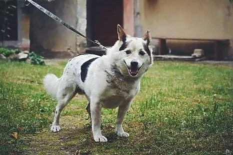 Łatek kochany, grzeczny, radosny psiak.,  podkarpa