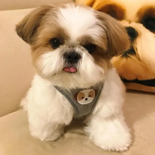 Vänliga Shih Tzu-valpar söker ett kärleksfullt hem.