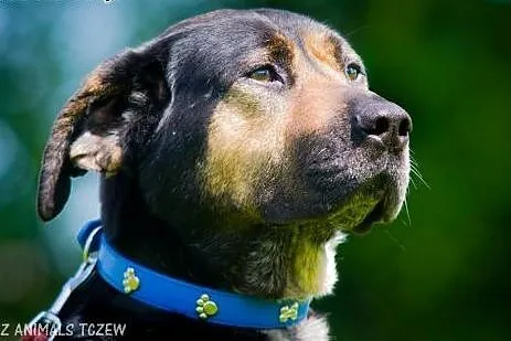 OTOZ Animals - Mulan - duża, molosowata suczka - o