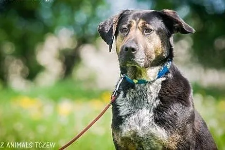 OTOZ Animals - Mulan - duża, molosowata suczka - o