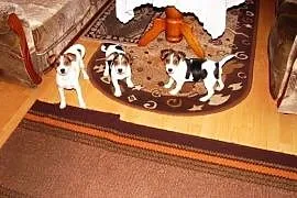 Jack Russell Terrier,  małopolskie Rabka, Rabka
