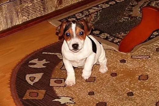 Jack Russell Terrier,  małopolskie Rabka