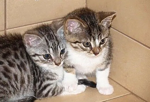 Maciuś i Calineczka do adopcji!!!, łódzkie Łódź